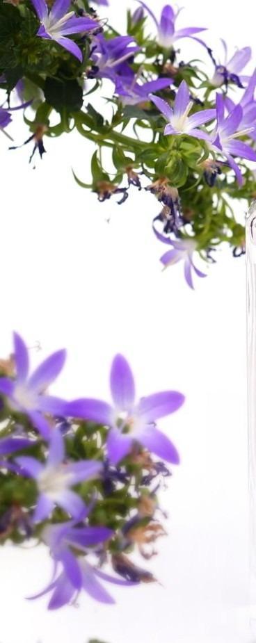 Lavender Perfume 100ml Unisex Glass Bottle